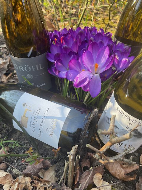 diverse sauvignon blancs